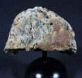 Triceratops Epijugal (Armored Cheek Plate) On Stand #39142-2